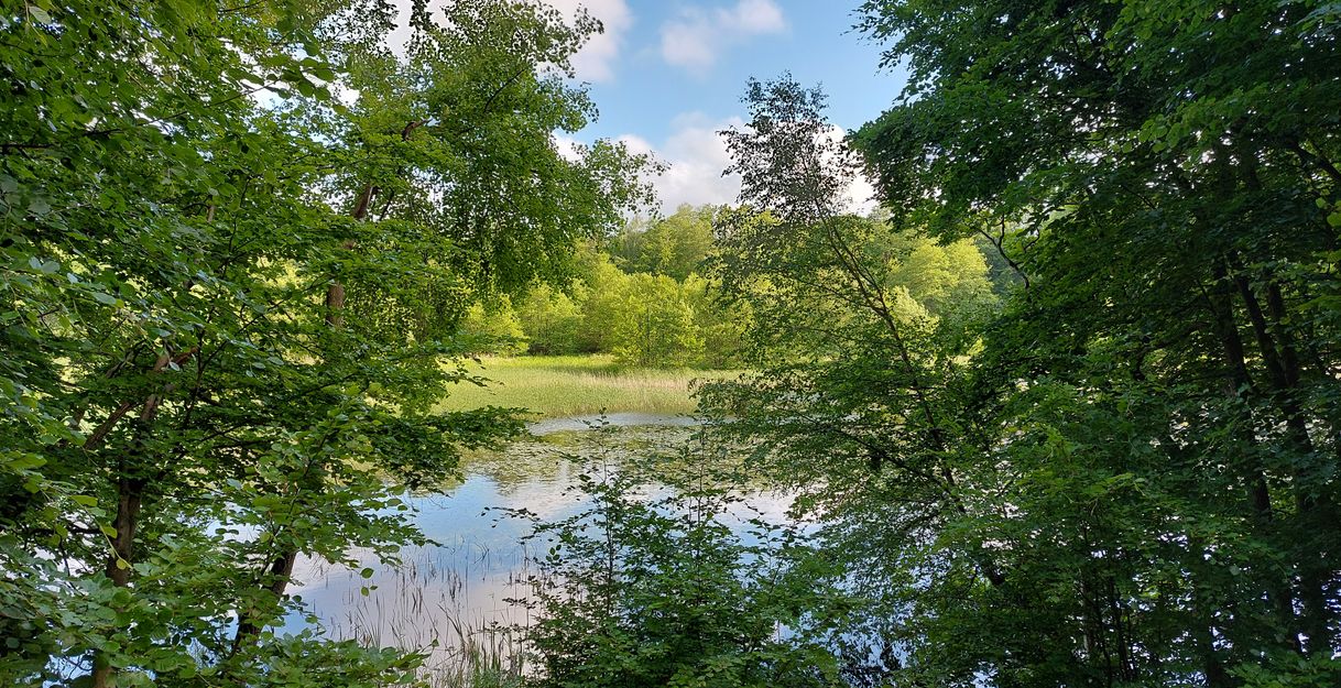 Ein kleiner See umgeben von üppigem Grün und Bäumen, mit blauem Himmel und weißen Wolken im Hintergrund.