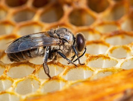 Biene auf einer Honigwabe