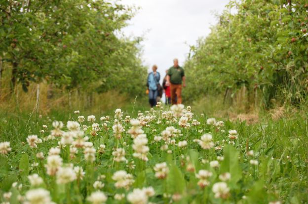 Obsthofwanderung auf dem Herzapfelhof im Alten Land, © Herzapfelhof Lühs