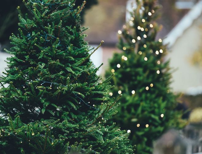 Zwei geschmückte Weihnachtsbäume im Freien mit Lichterketten.
