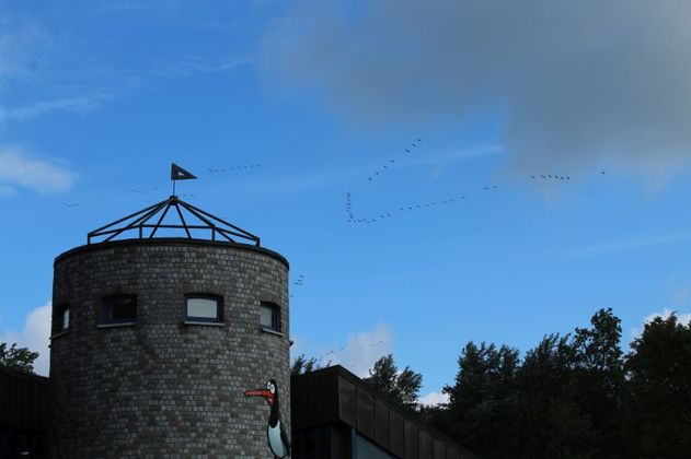Vortrag Zugvögel schützen – Grenzen überschreiten