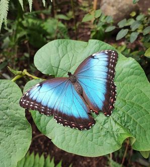 Ein großer blauer Schmetterling sitzt mit geöffneten Flügeln auf einem Blatt