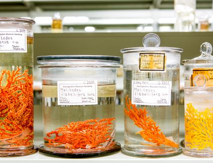 Fünf Glasgefäße mit verschiedenen orangefarbenen und gelben Proben von Korallen auf einem Labortisch