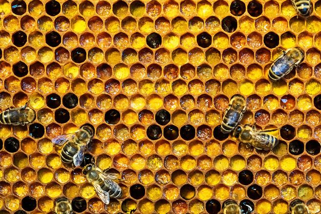 Honigbienen auf einer Wabe