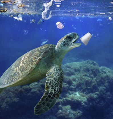 Photo 1 MEDITERRANEAN_EP1_2_Turtle_PaulodeOleiveiraBiosphoto, © Fred Fougea