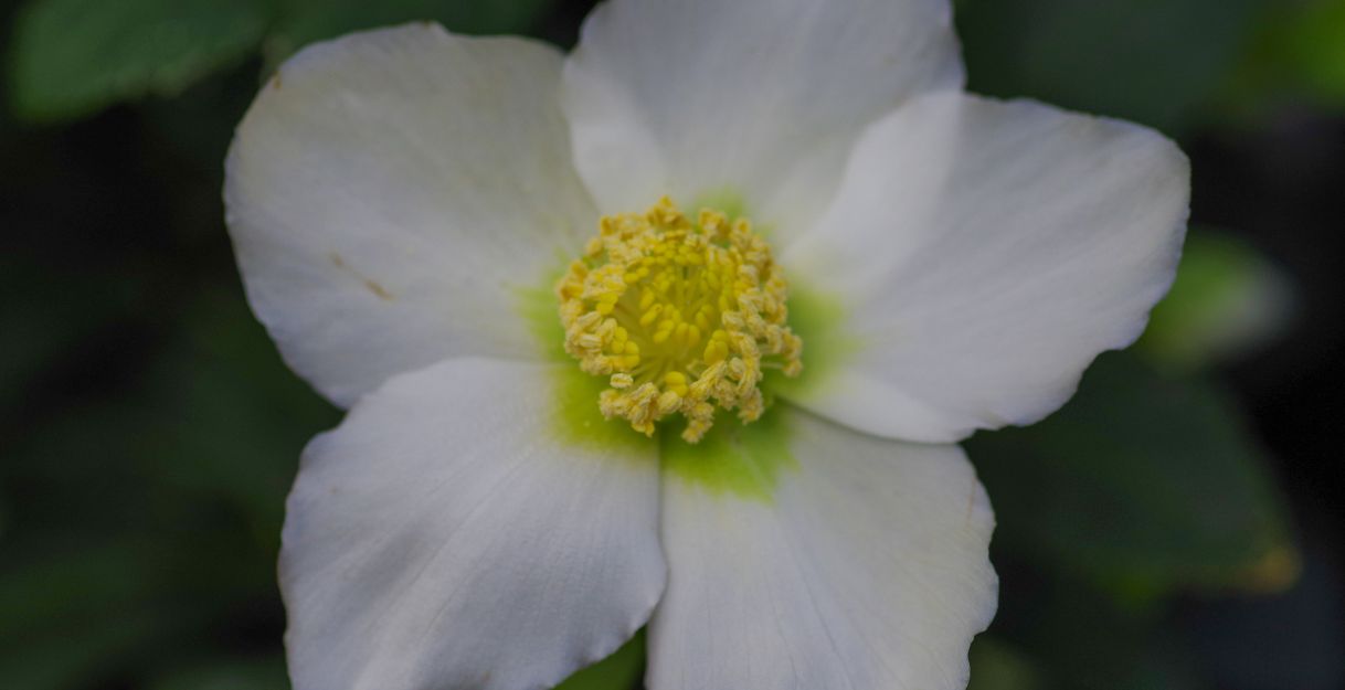 Florales Weihnachts-Atelier - Christrose