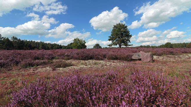 Blühende Heidelandschaft mit lila Heidekraut und vereinzelten Bäumen unter blauem Himmel mit Wolken.
