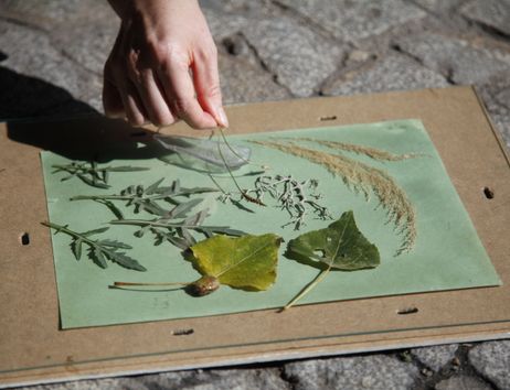 Hand legt Blätter auf ein Fotopapier zum Belichten