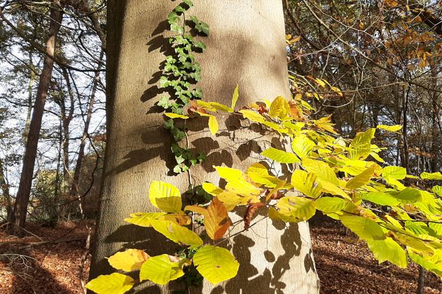 Buchenlaub im Herbst