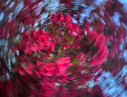 Verschwommene Nahaufnahme von rosa Blüten in einer kreisförmigen Bewegung.