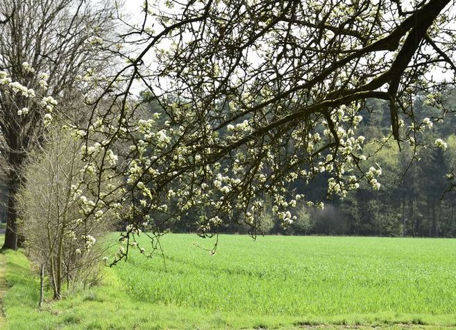 Blühender Ast über einem grünen Feld mit Bäumen im Hintergrund.