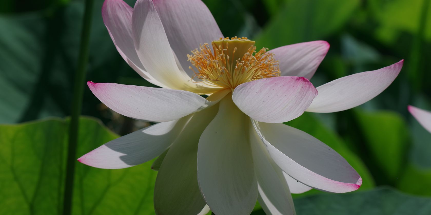 Lotosblüte, © HELGE MASCH .DE