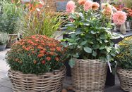 Garten von Ehren