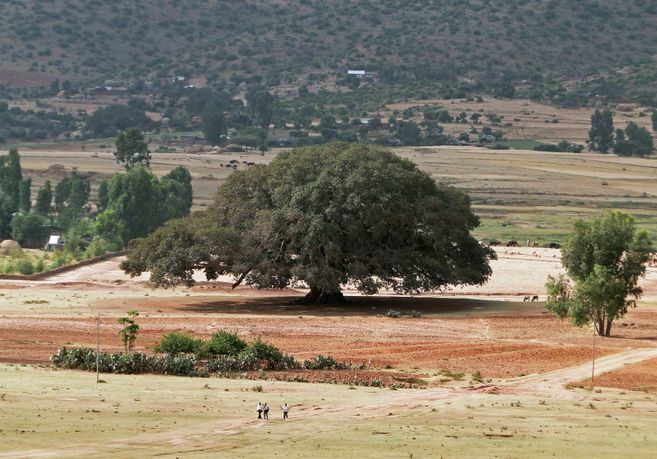 Ein großer Maulbeerfeigenbaum steht in einer weiten, trockenen Landschaft mit Hügeln im Hintergrund.