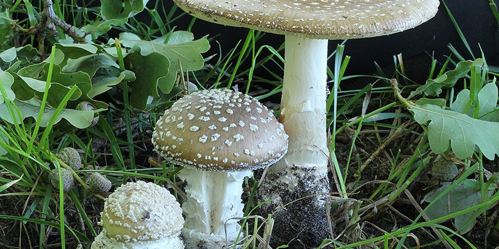 amanita-pantherina_pantherpilz_geschaerft, © Schneverdingen Touristik