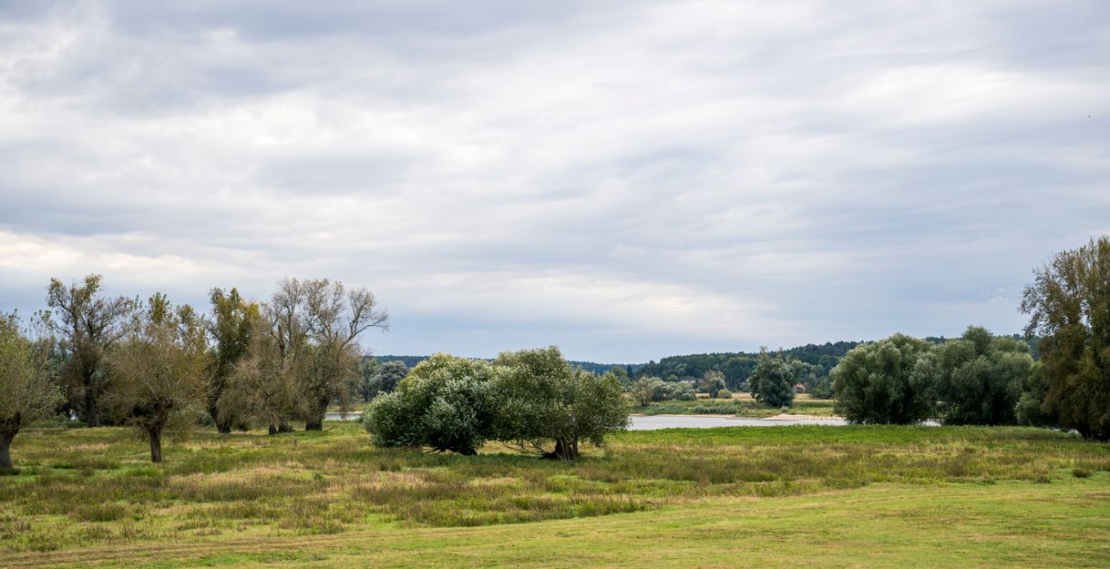 Botanische Wanderungen im Amt Neuhaus - Konauer Deichvorland