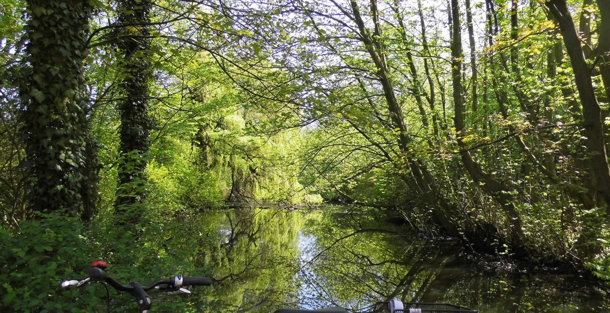 Maiengrün an der Wandsebrücke