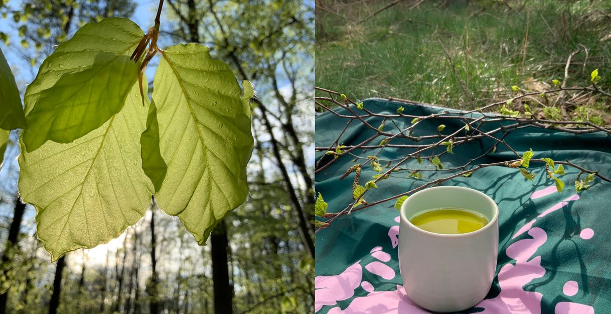 Teerunde unter Bäumen im Frühling im Wald_Waldimpuls-Hamburg