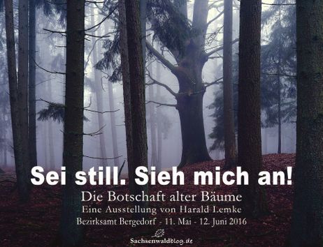 Das Ausstellungsplakat zeigt eine alte Eiche im Sachsenwald