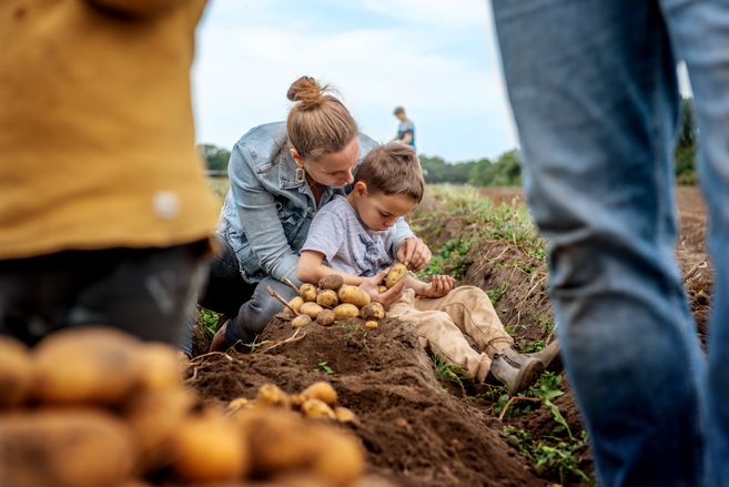 Mutter mit Kind buddelt Bio-Kartoffeln auf dem Gut Wulksfelde