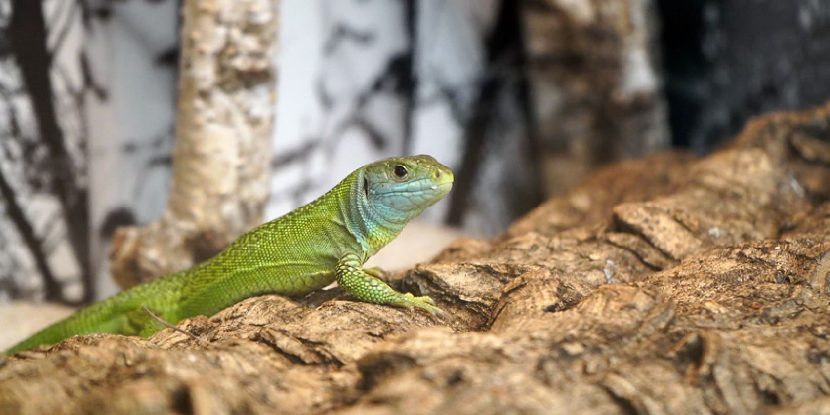 reptil, © WSB