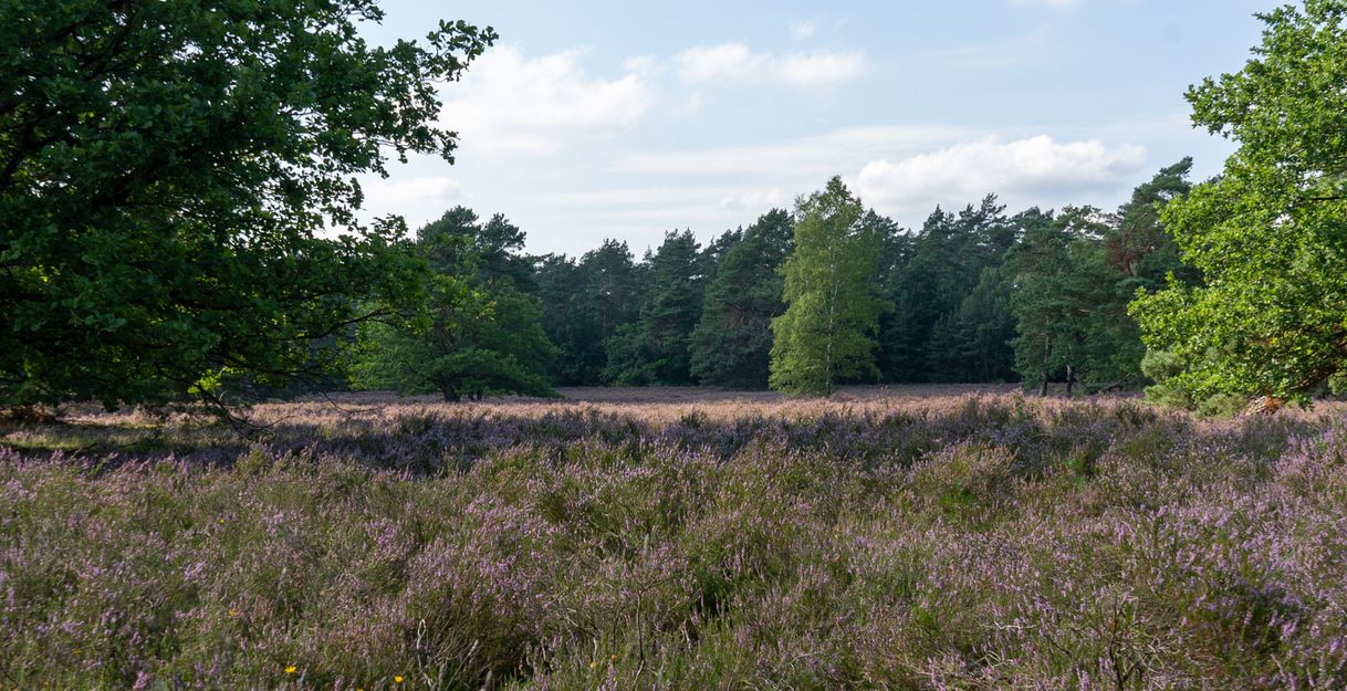 Naturparktag - Entkusseln in Bockelmanns Heide