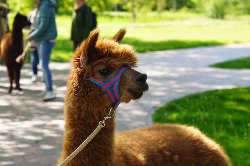 Ein braunes Alpaka mit Halfter frisst Gras in einem Park.