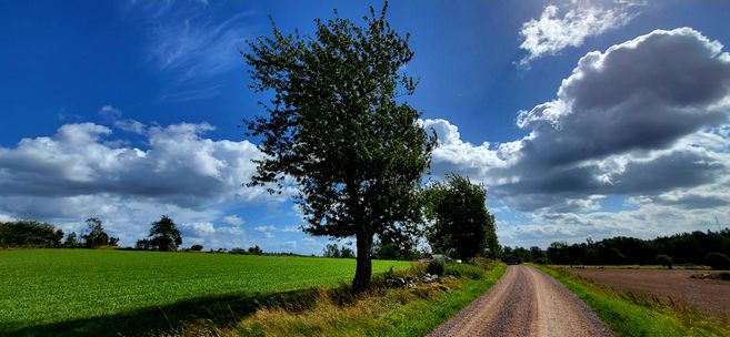 Landschaft mit Feldweg, grünem Acker, Baum und dramatischem Wolkenhimmel.