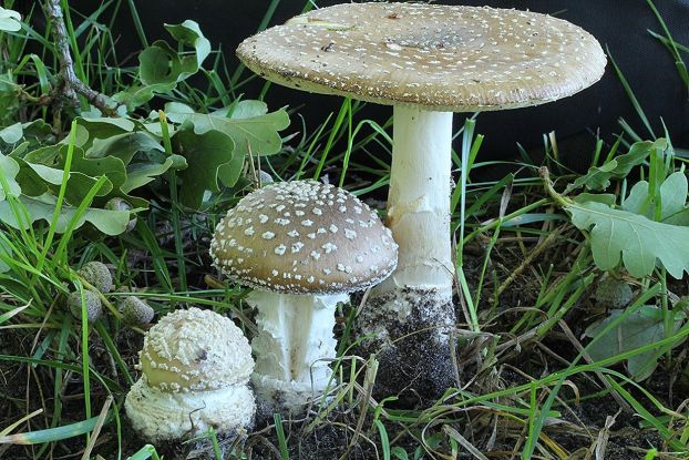 amanita-pantherina_pantherpilz_geschaerft, © Schneverdingen Touristik