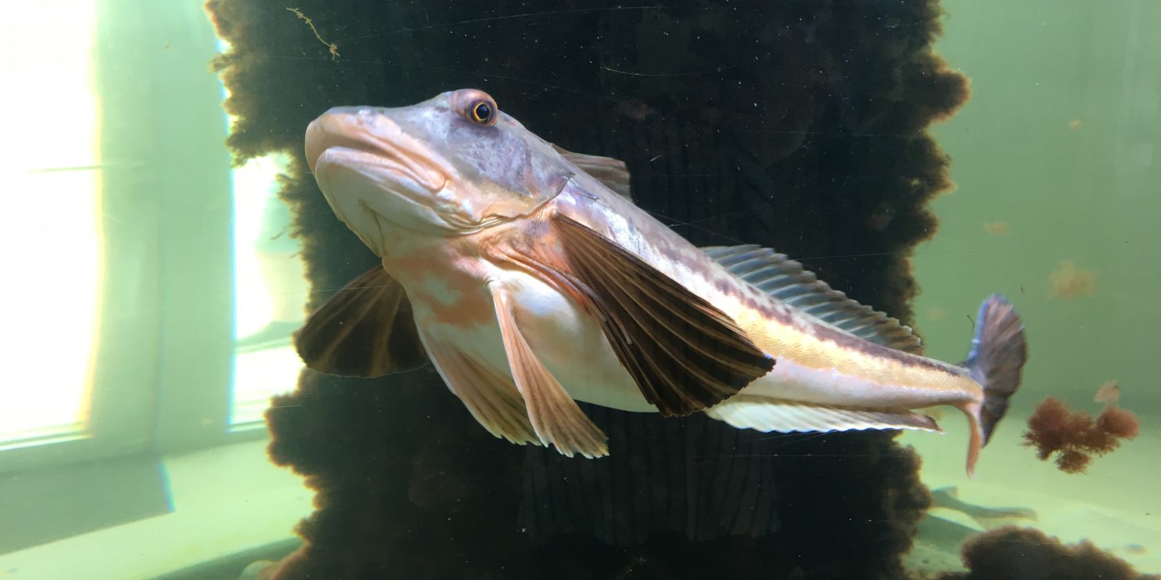 öffentliche Aquarienfütterung,immer Mittwochs um 15.30 Uhr, ohne vorherige Anmeldung, © NPH