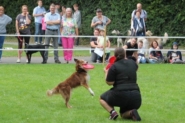 Tag des Hundes