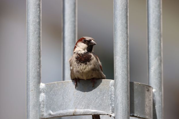 Spatz in der HafenCity, © Simon Hinrichs