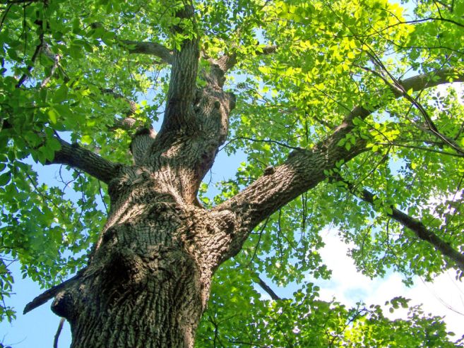 strahlendgrüne Eiche, von unten gegen den Himmel fotografiert