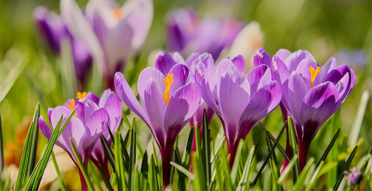 Nahaufnahme von lila Krokussen im Gras.