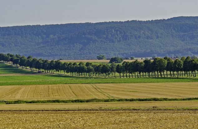 Lindenallee südlich Springe, © Ansgar Hoppe