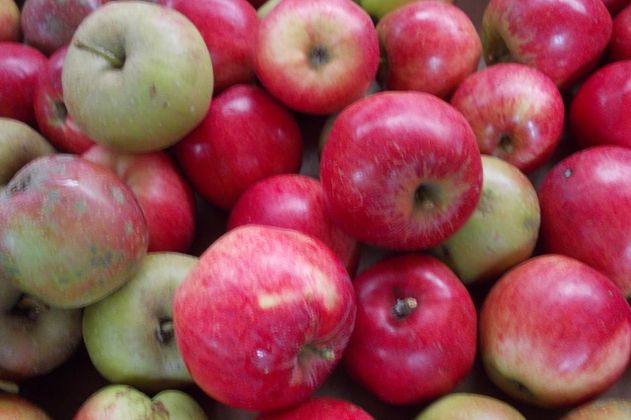 Kleiner Apfeltag in der Mehlbeere