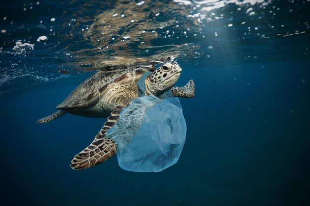 Eine Schildkröte, um dessen Hals eine Plastiktüte hängt