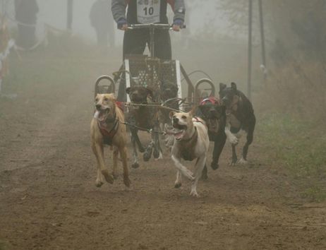 Ein Hundeschlittenrennen im Nebel mit einem Fahrer und mehreren Hunden auf einer sandigen Strecke.