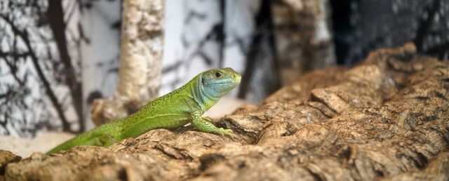 reptil, © WSB