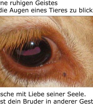 Verein Tierrechte e.V.
