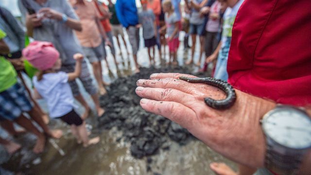 Wattführung für Kinder, © Foto Oliver Franke, foto-oliverxfranke.de