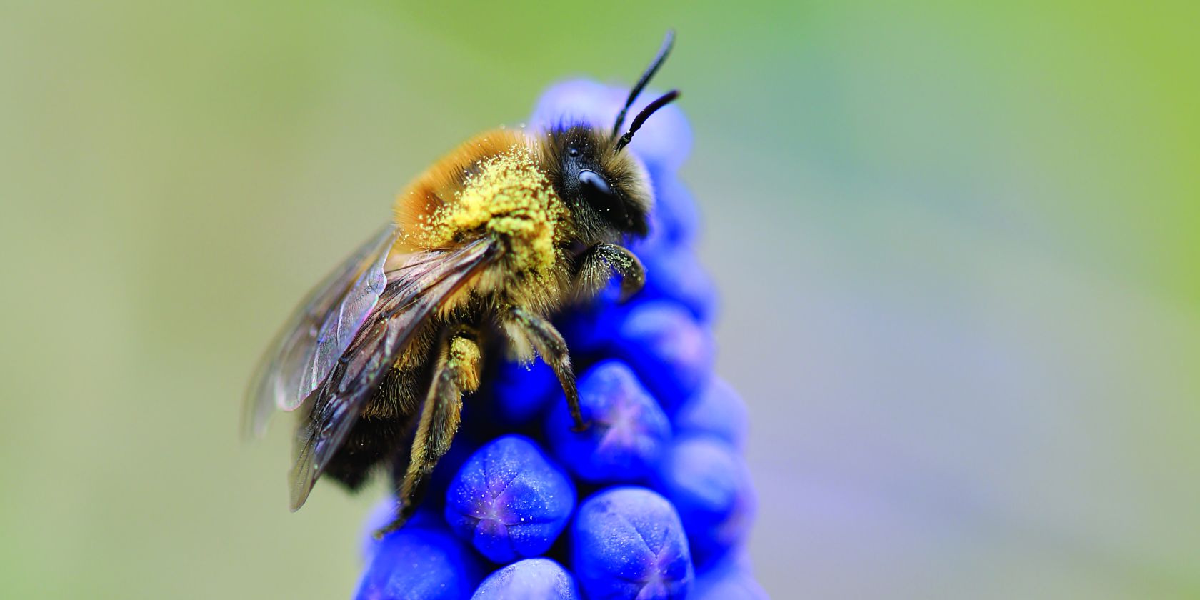 Wildbienenspaziergang, © Frederik Rothe