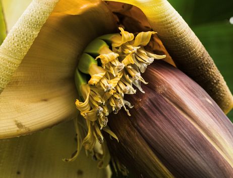 Japanische Faserbanane