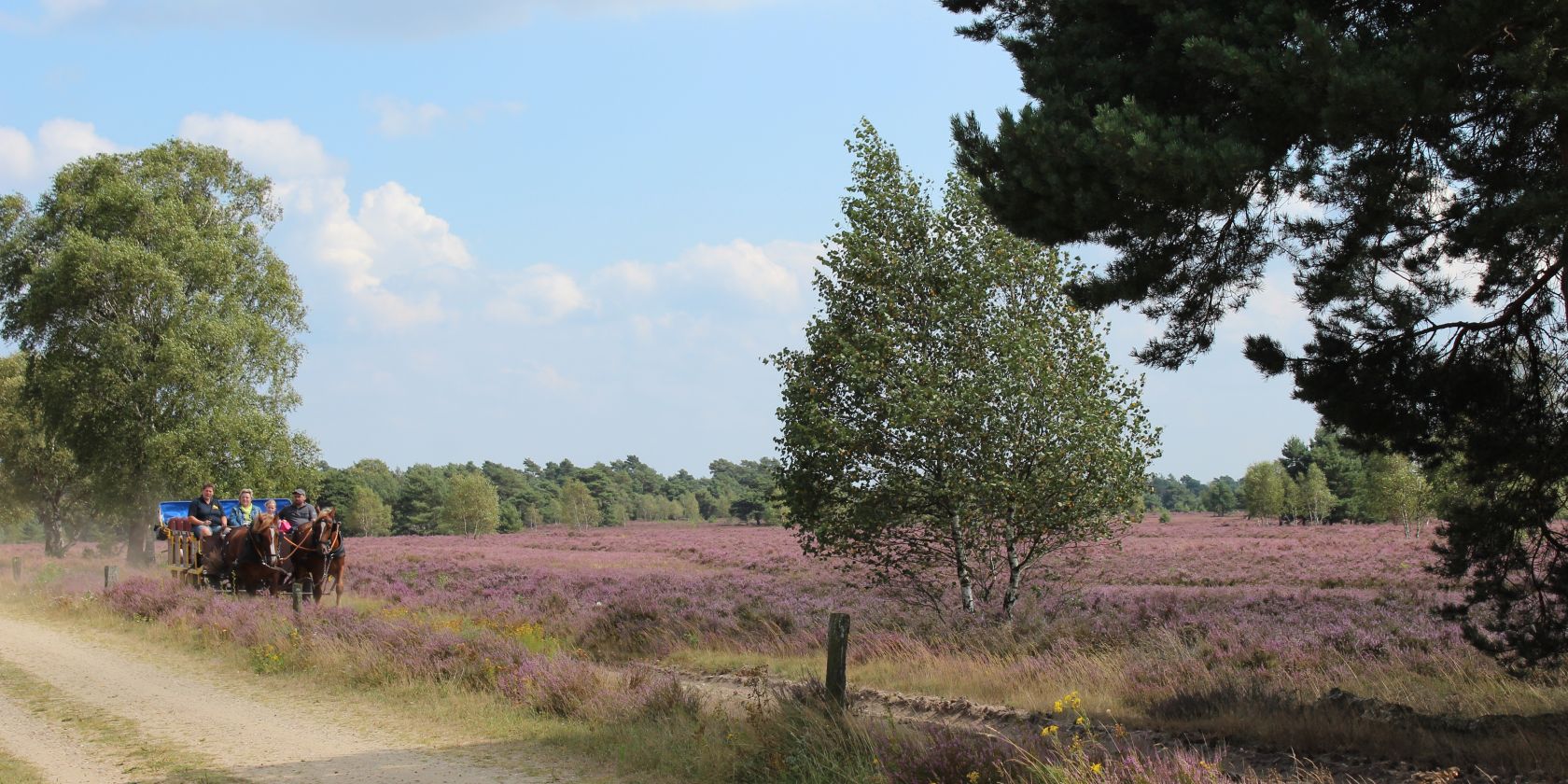 kutschfahrt-in-der-heide-2014-jg-3, © Schneverdingen Touristik