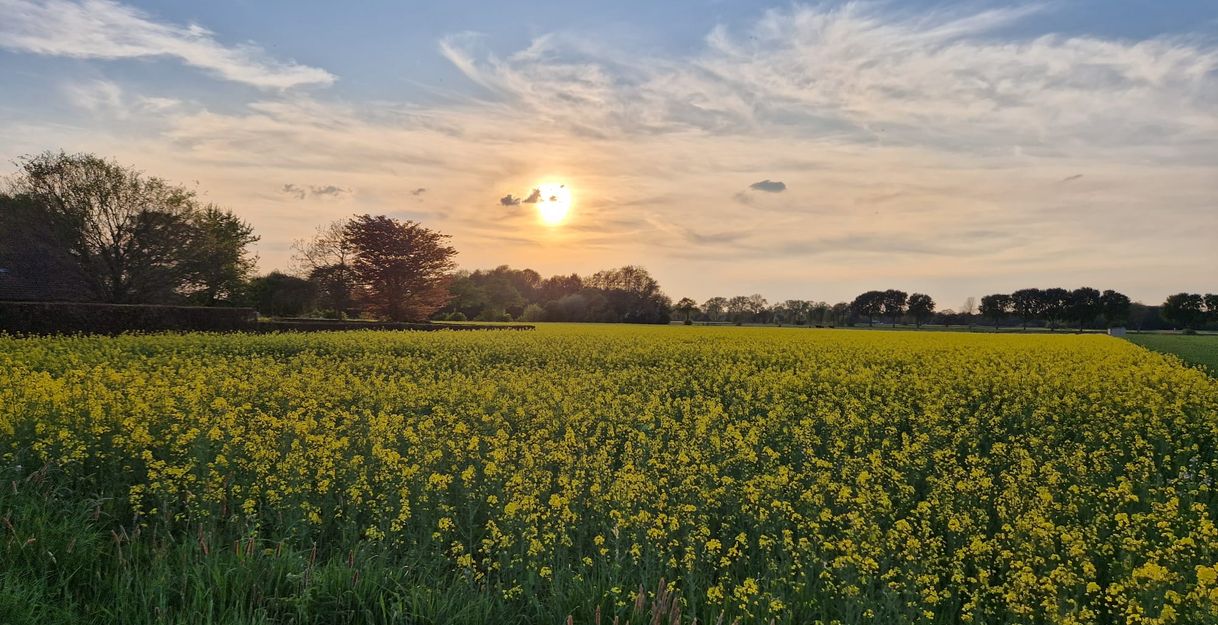 Ein blühendes Rapsfeld bei Sonnenuntergang mit blauem Himmel und vereinzelten Wolken.