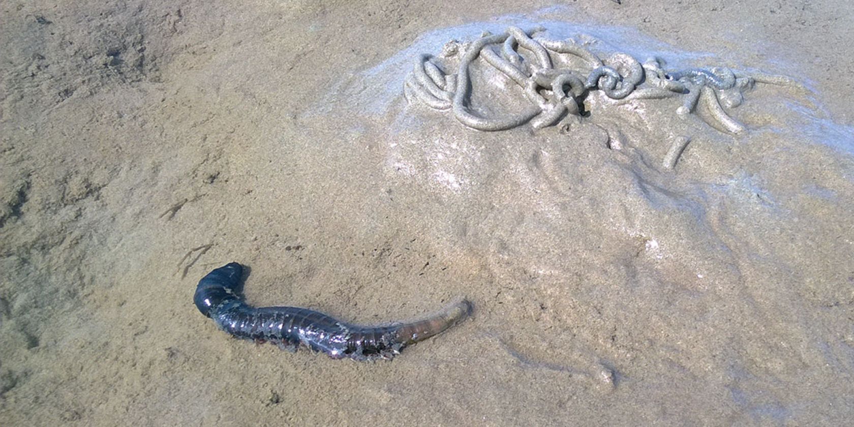 Wattführung mit Krabbenfischen, © Jens Uwe Blender