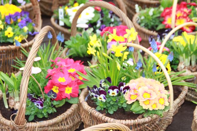 Körbe mit bunten Frühlingsblumen auf einem Markt.
