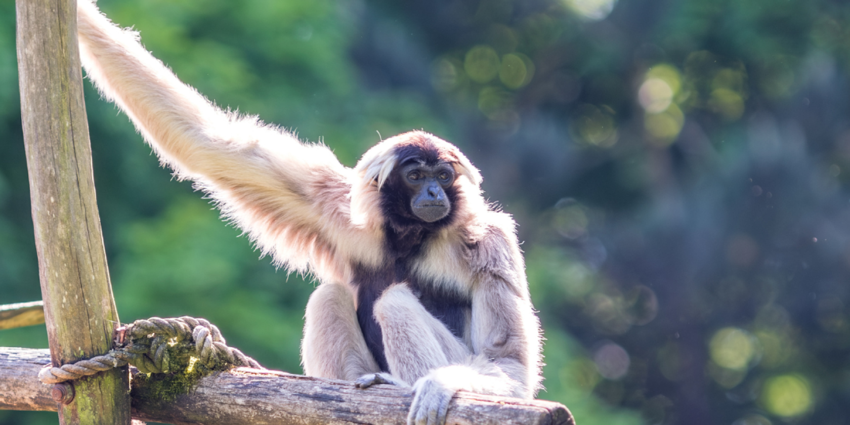 Sommersafari Gibbon (2), © Zoo Schwerin