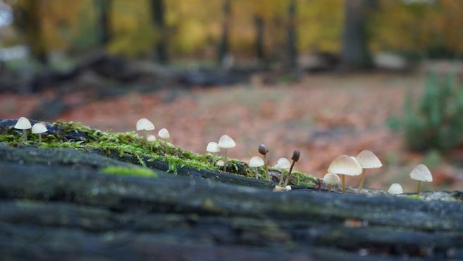 Kleine Pilze wachsen auf einem mit Moos bedeckten Baumstamm im Wald.