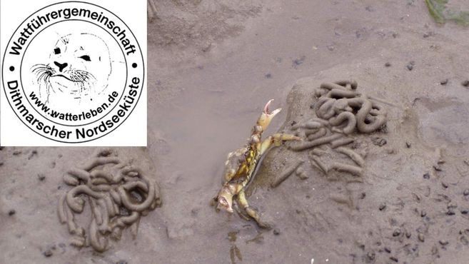 Eine tote Krabbe liegt im Watt neben Sandwurmspuren. Oben links ist das Logo der Wattführergemeinschaft Dithmarscher Nordseeküste zu sehen.
